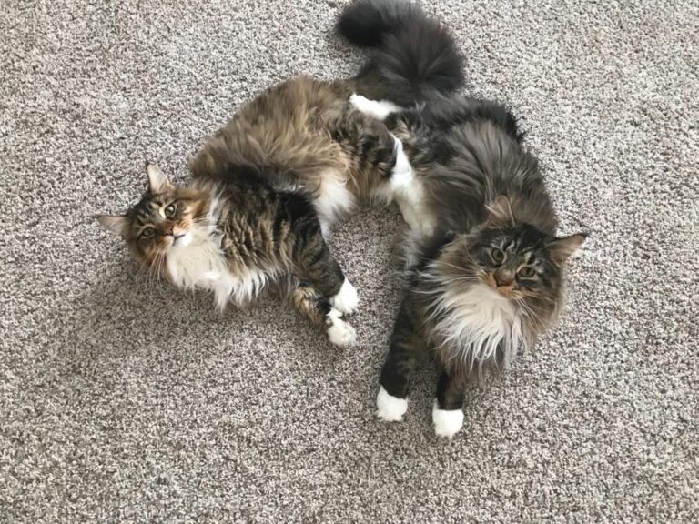 Everything In Life Is Better With A Brother Two Maine Coon Kittens