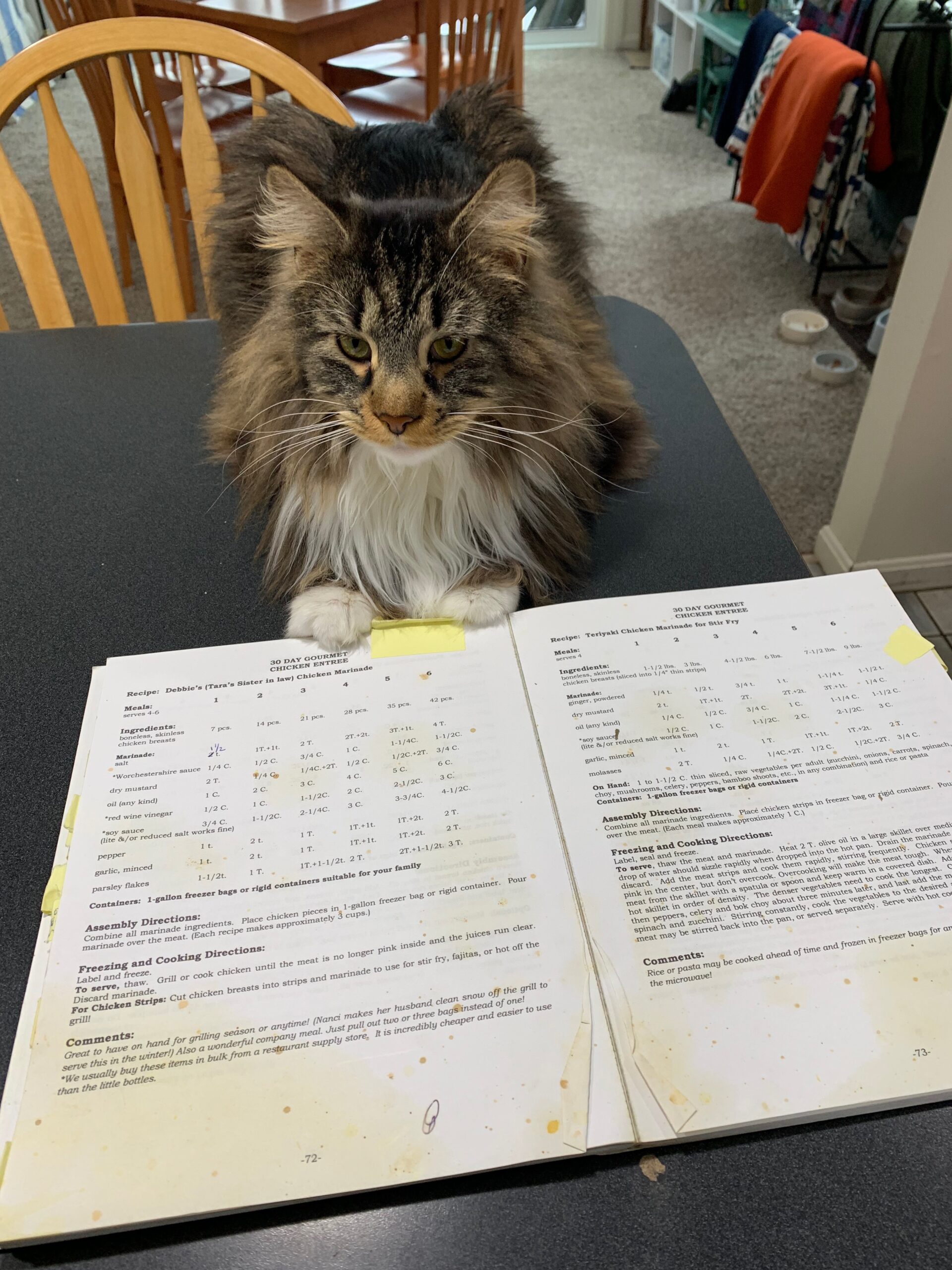 That's Not Enough Garlic Two Maine Coon Kittens