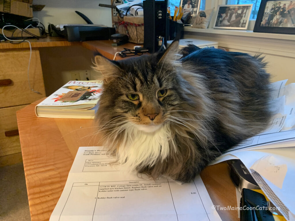 Helping Daddy Work