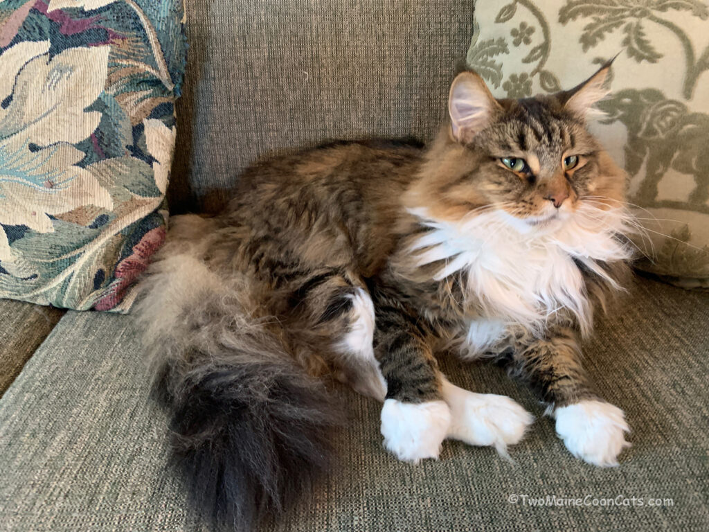 Mr. Bates relaxing on the Couch