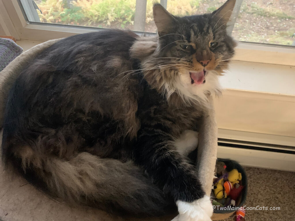 Yawn