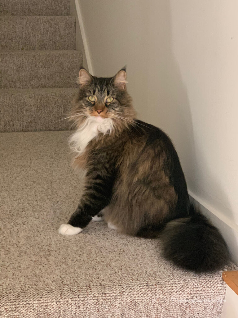 Mr. Tufts Guarding the Stairs