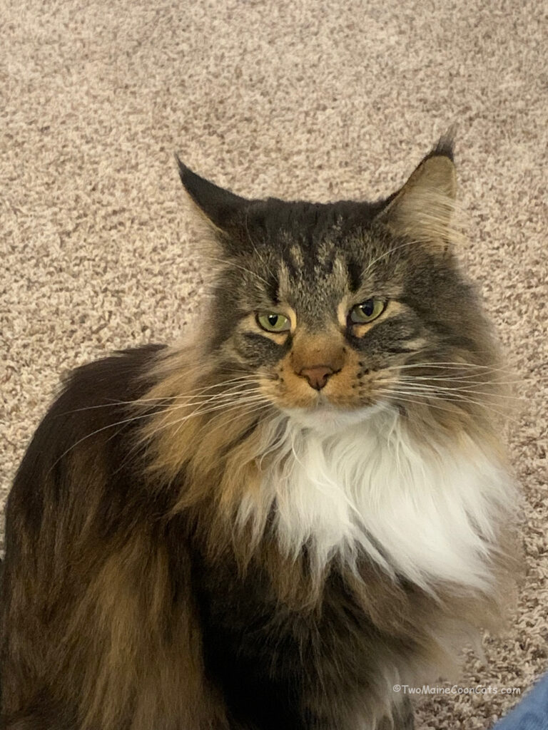 Mr. DeMille I’m ready for my close up