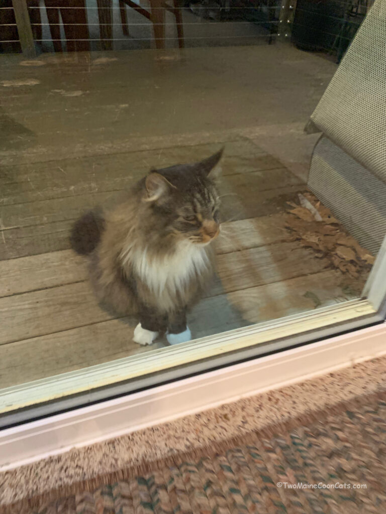 Mr. Tufts Looking Inside