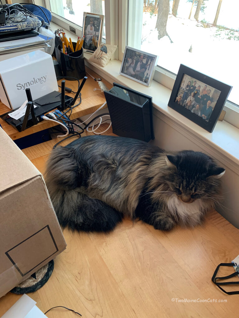 Mr. Tufts hanging out on Dad’s Desk