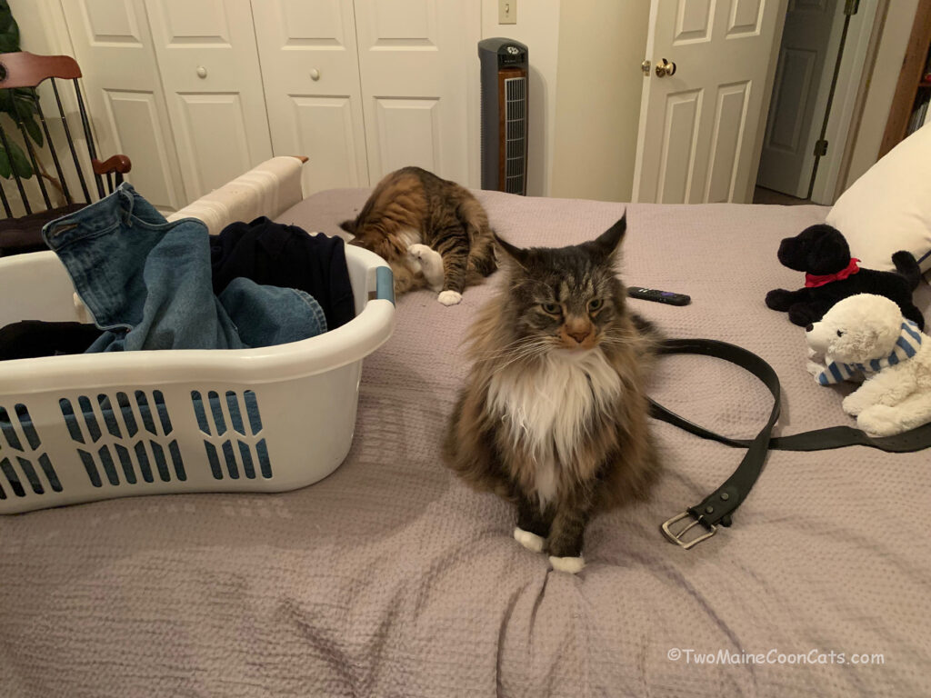 Mr. Tufts hates doing laundry