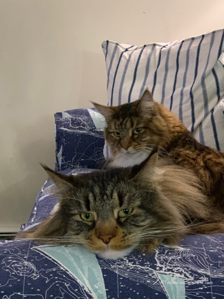 Who Doesn’t Love Maine Coon Cats!!!