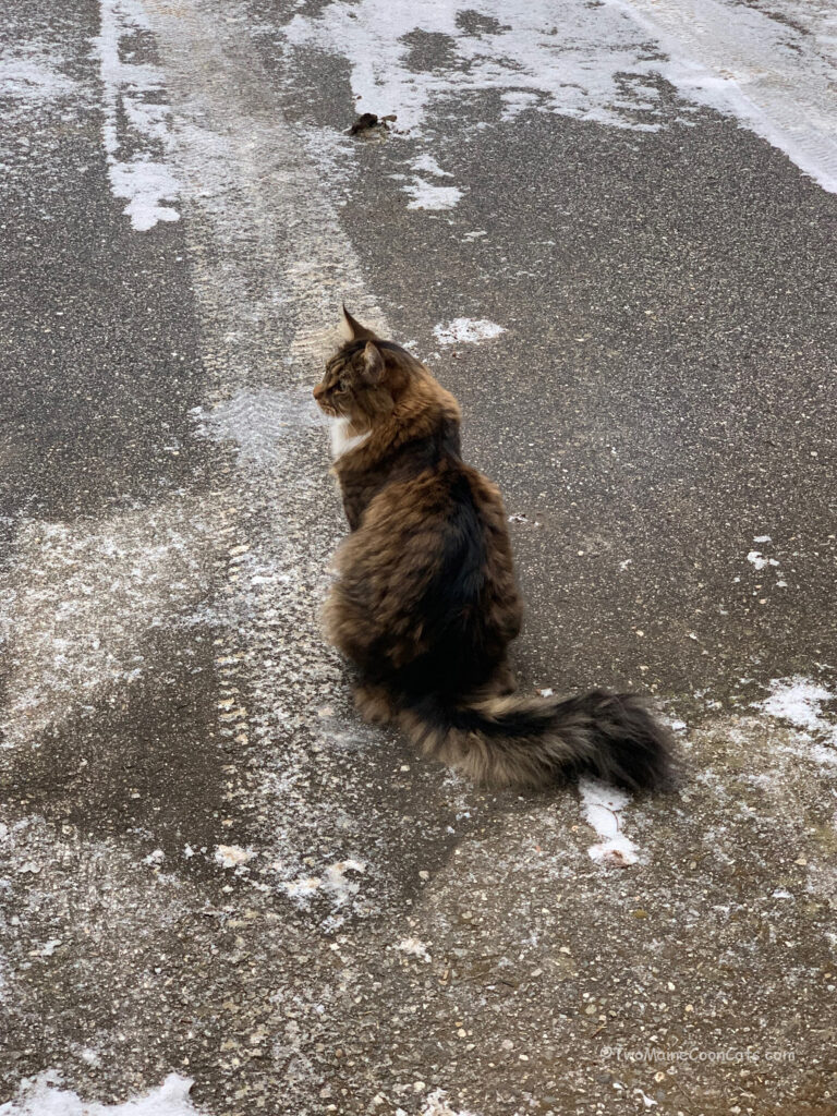 Mr. Bates in the Icy Driveway
