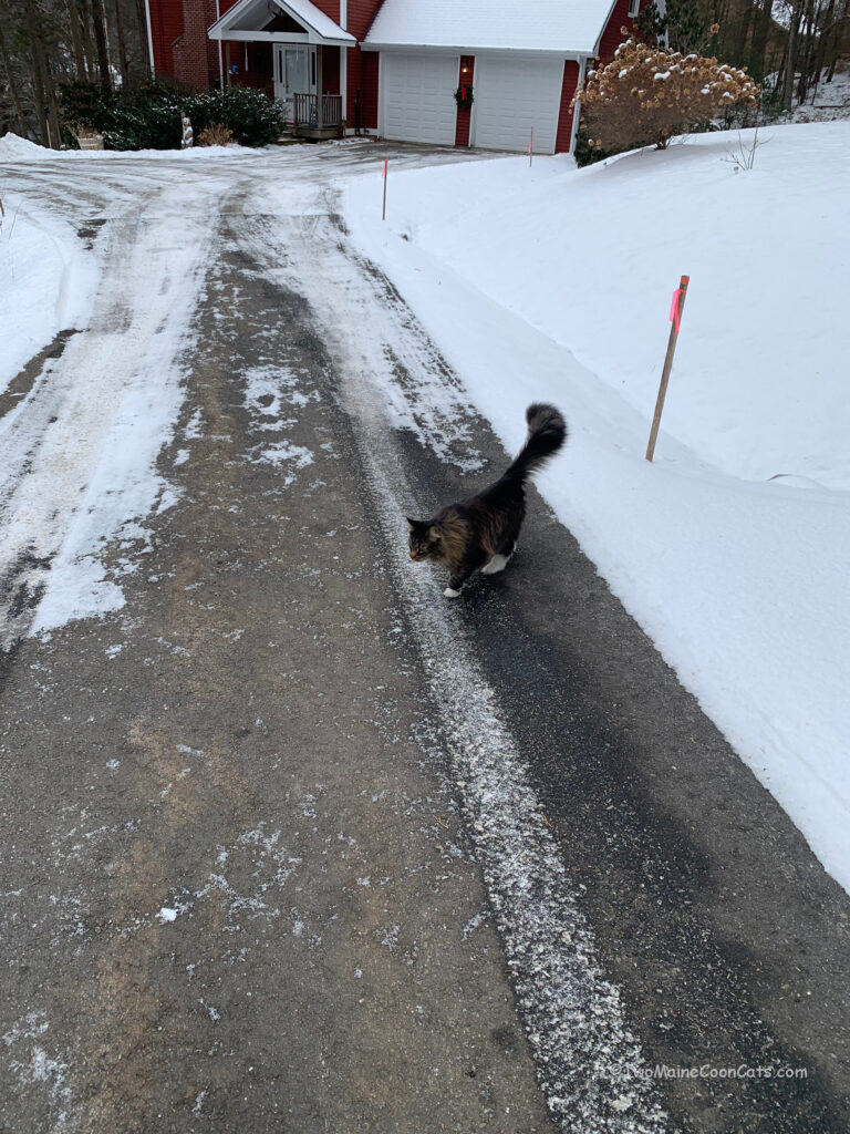 Mr. Tufts in the Icy Driveway