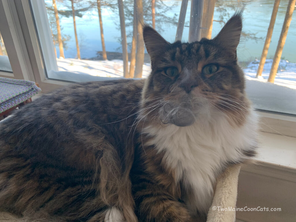 Mr. Bates having a grooming issue