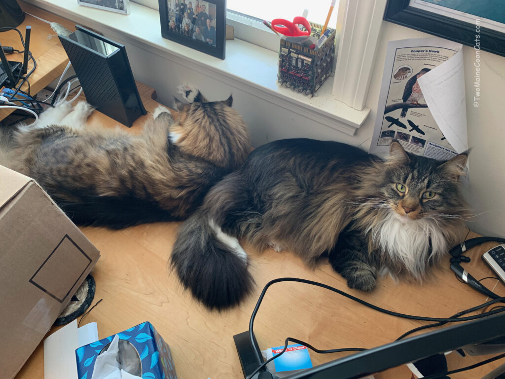 Dad’s Desk is Popular