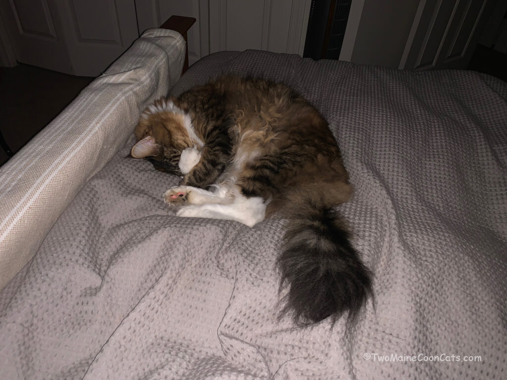 Mr. Bates and his tail