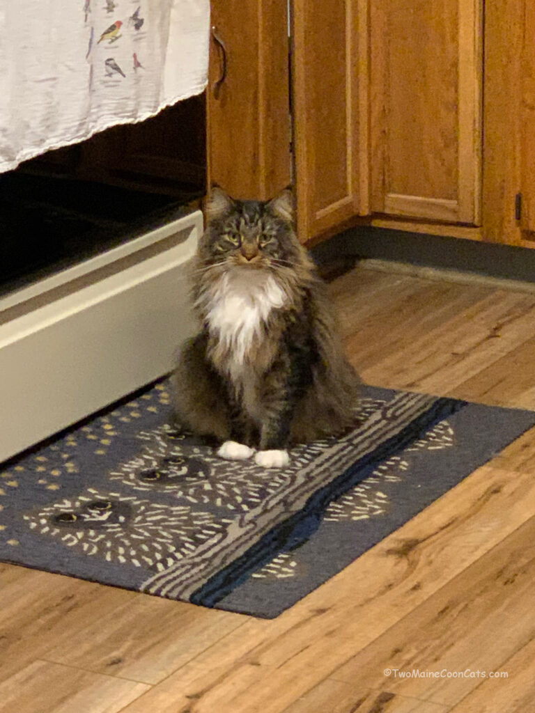 Waiting for the nightly helping of Whipped Cream