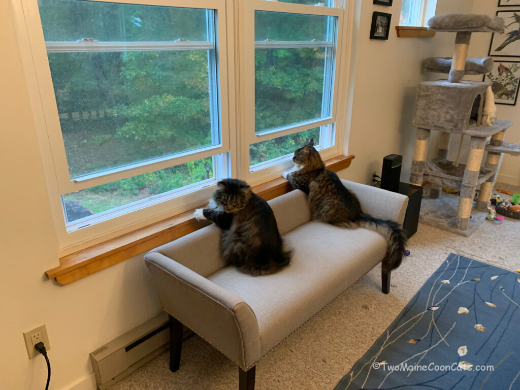 Wonder what the neighbors are up to?