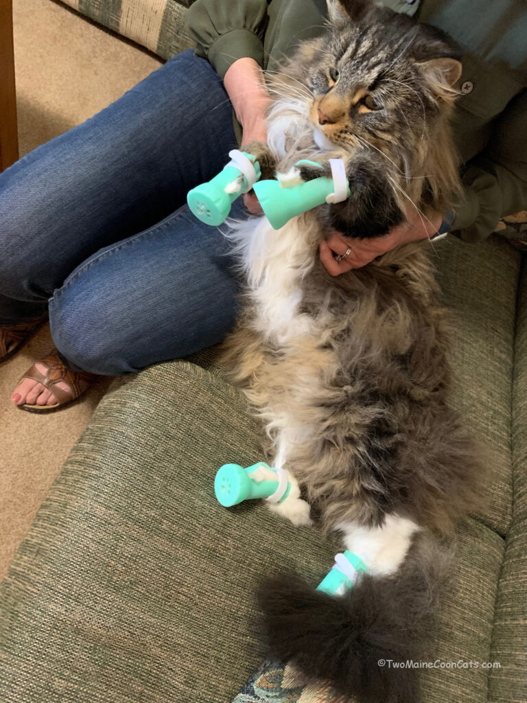 Time to Brush Mr. Tufts