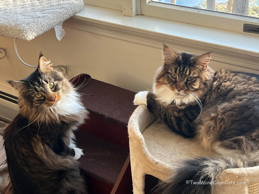 Spoiled Cats with all of their different platforms