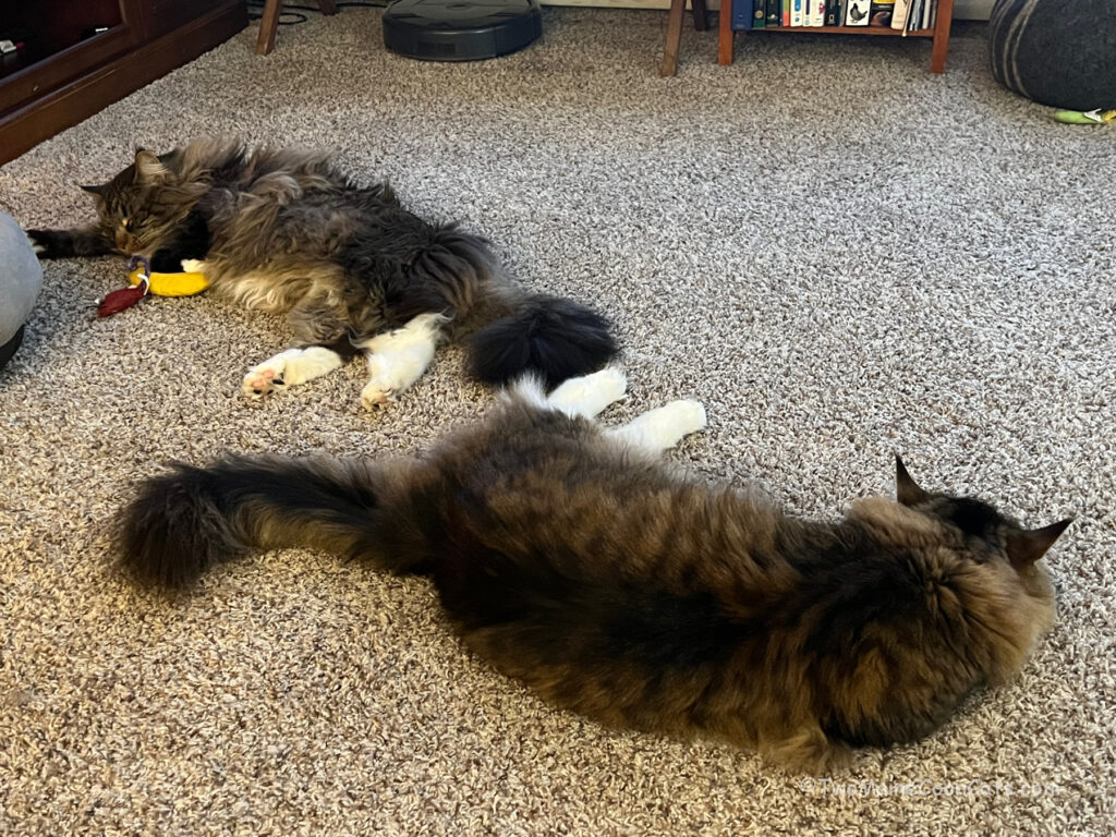 Shag Rug with Shag Cats