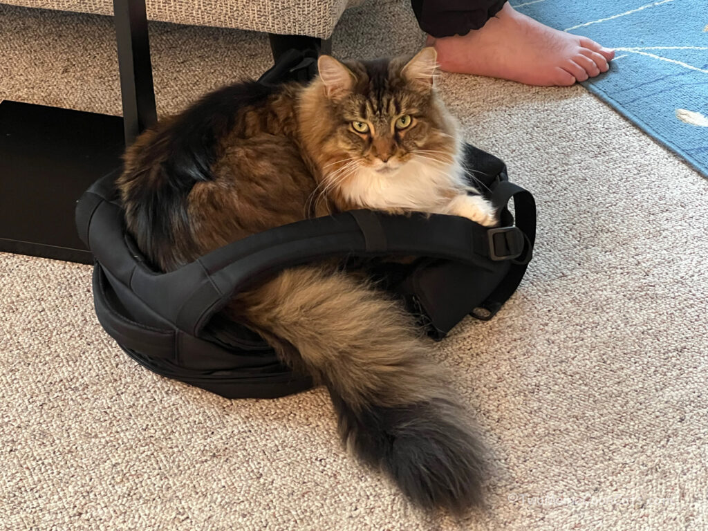 Computer Laptop Bags have multiple uses