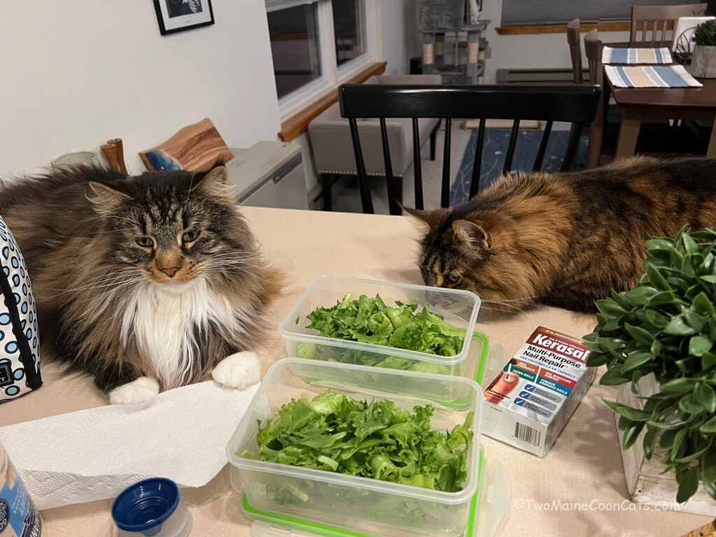Helping Mom make her Lunch