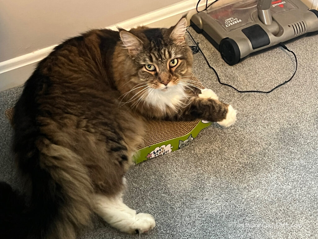 My Scratching Pad . . . It’s Mine!!!