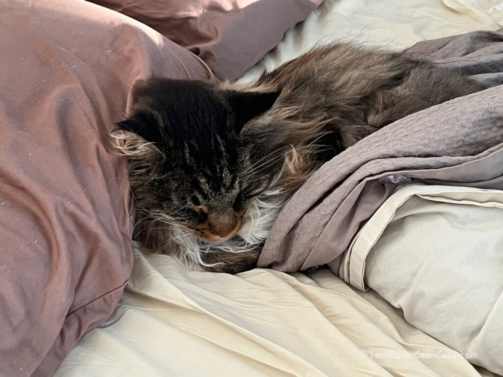 Six Years Old and Still Looks like a Kitten