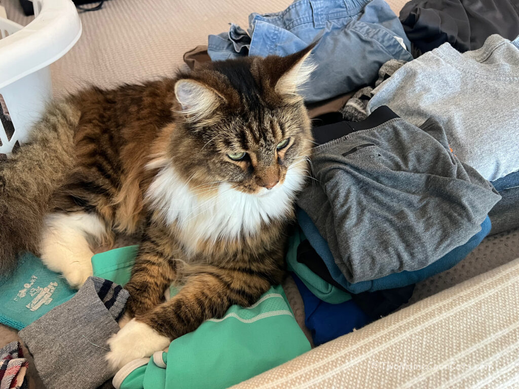 Mr. Bates helping fold laundry