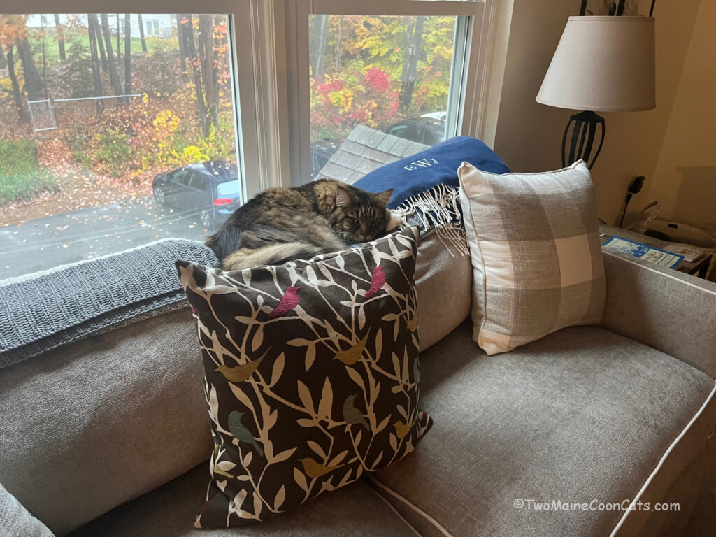Mr. Bates and Fall Foliage
