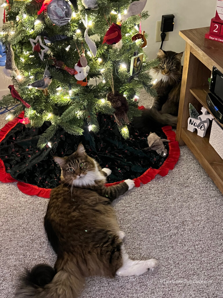 The Boys love Christmas!!!