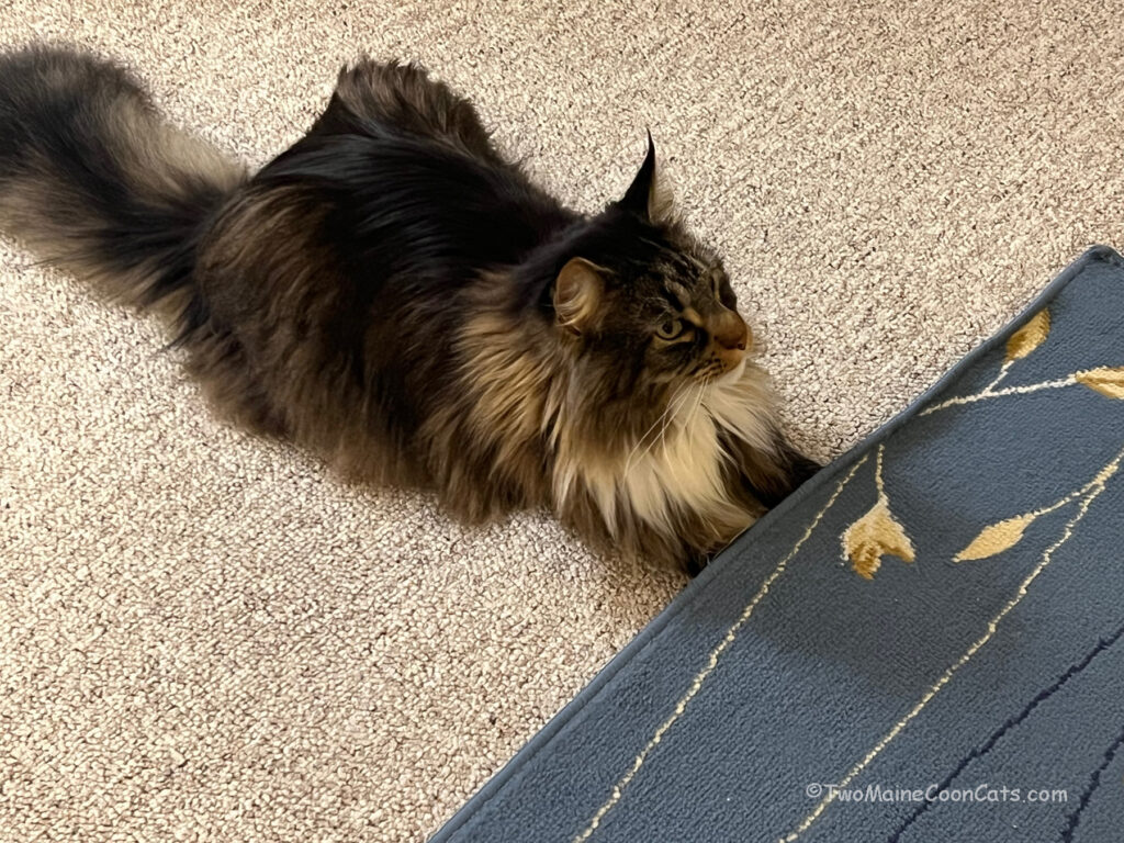 I just want to see what’s under the rug