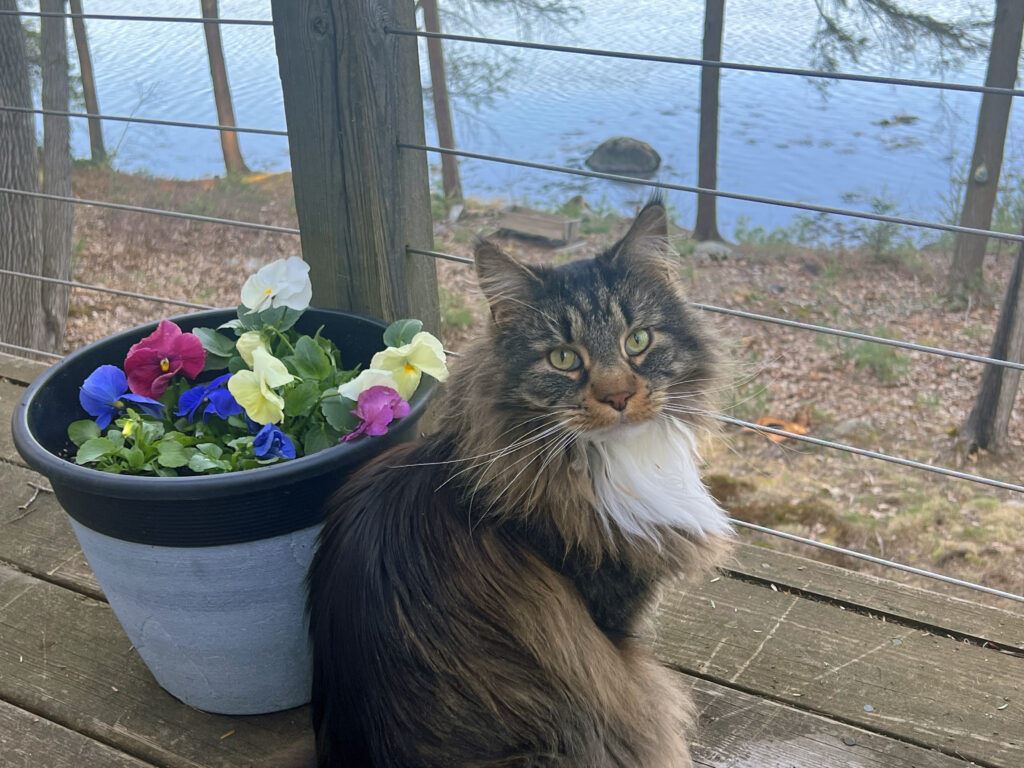 Mr. Tufts and Spring Flowers